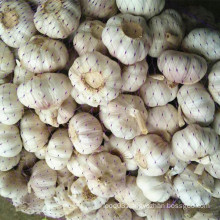 New Season Fresh Normal White Garlic Selecting Quality